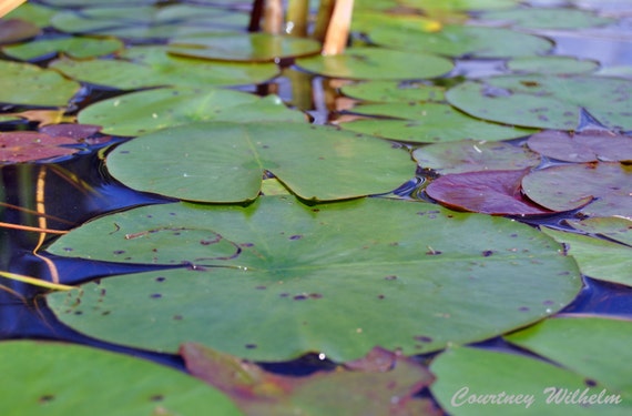 lily pad lake toy