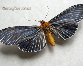 Tobacco Hornworm Real Moth Manduca Sexta From by ButterfliesArtist