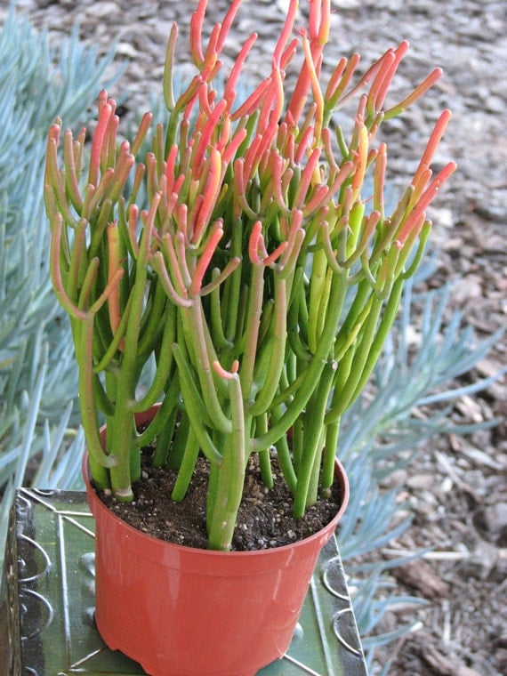 Euphorbia Tirucalli Firesticks Medium Succulent Plant