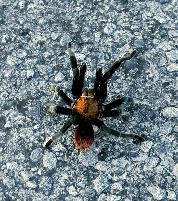 Items similar to Tarantula spider on road south texas mating scary halloween Lake