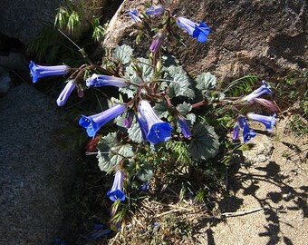 California Bluebells Seeds