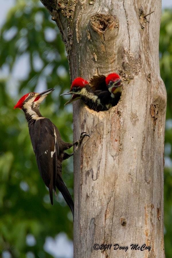 Pileated Woodpecker Chicks 5700