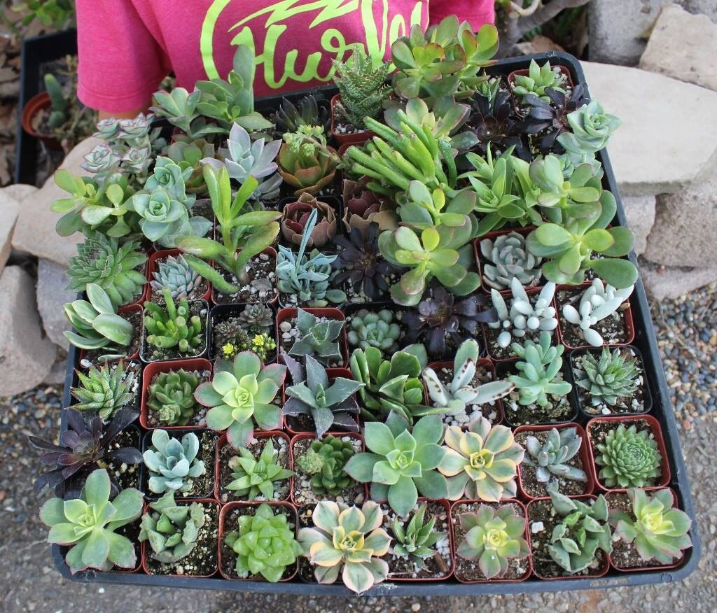20 Assorted potted Succulent Collection 2 plastic pots