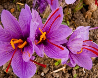 20 Large Saffron Crocus Sativus Corms