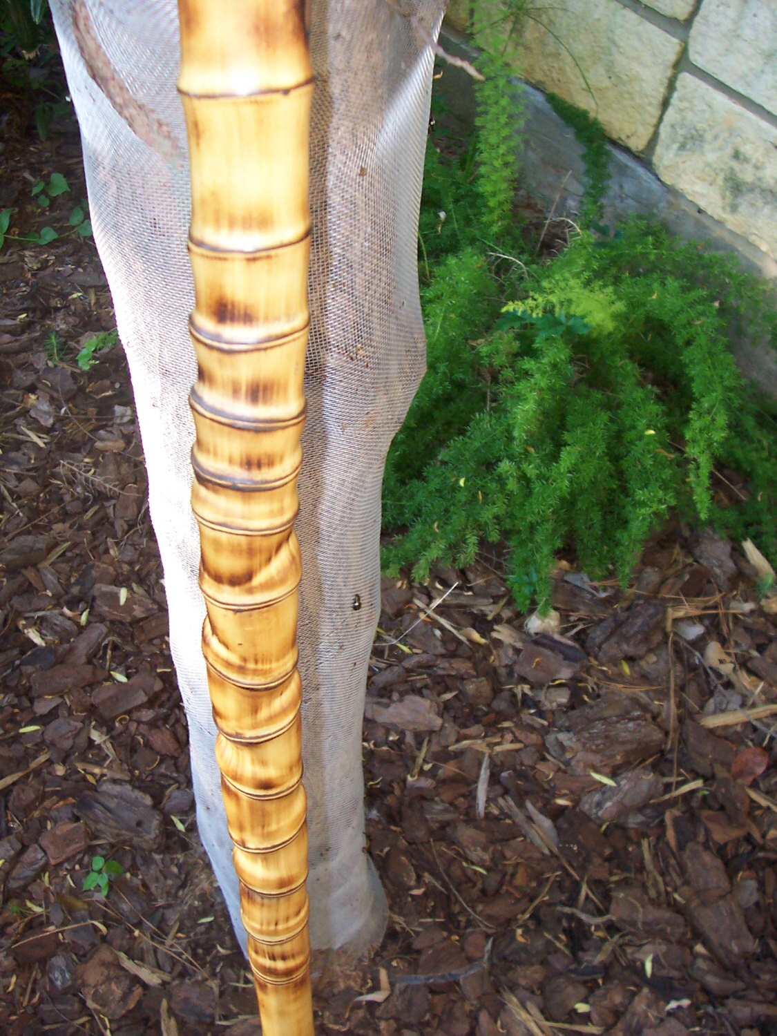 Walking Cane Bamboo Root Handle. 38 Bamboo cane by BambooBoStaffs