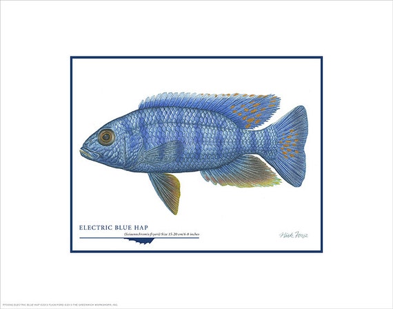 Electric Blue Hap Open Edition Print By Flick Ford African