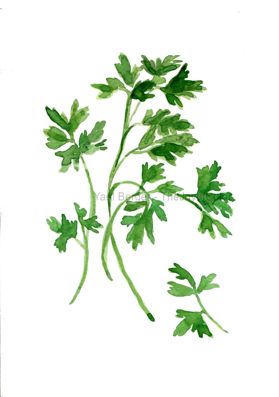 Parsley art Print print of watercolor herb art by TheJoyofColor