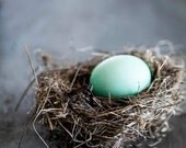 Nature Photo Egg in Nest Large Print - Home Decor - Rustic Chic Decor - Green Egg - Bird Nest - Spring Decor - Still Life Green Nature Nature Photo Egg in Nest Large Print - Home Decor - Rustic Chic Decor - Green Egg - Bird Nest - Spring Decor - Still Life Green Nature
