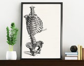 Skeleton Torso - White paper Human anatomy print- Wall decor Skeleton art. Science art poster WP148