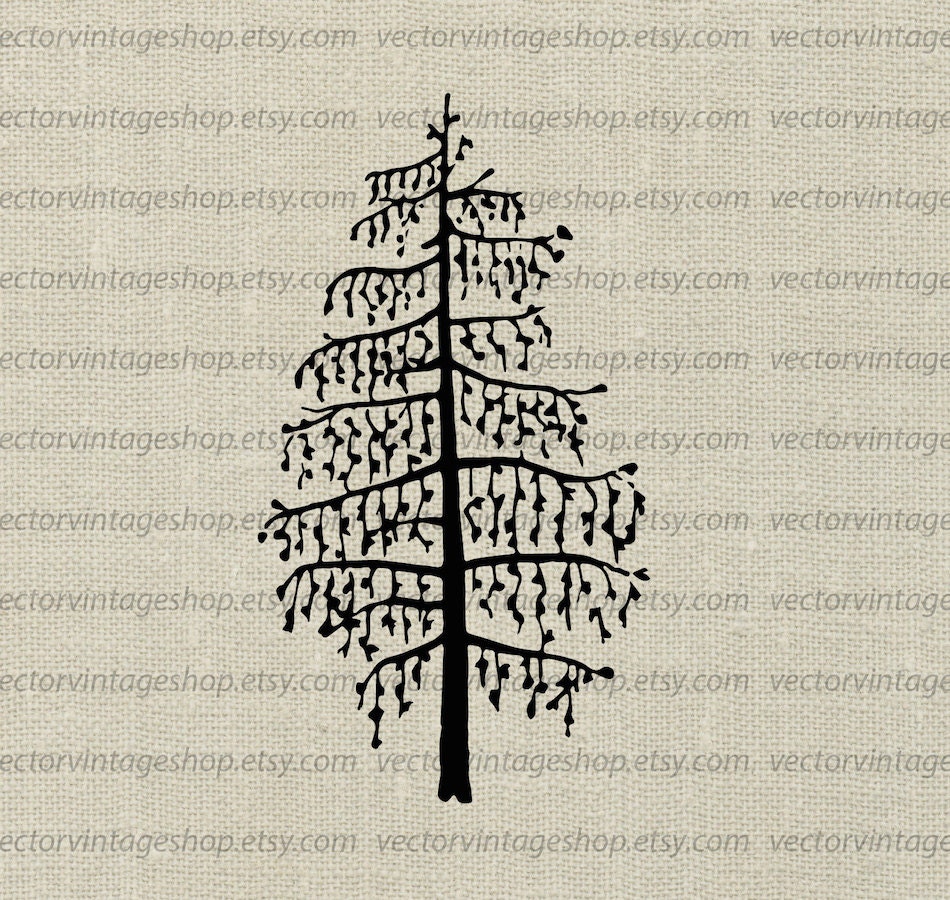 Larch Tree Vector Clip Art, Silhouette Clipart, Botanical Art