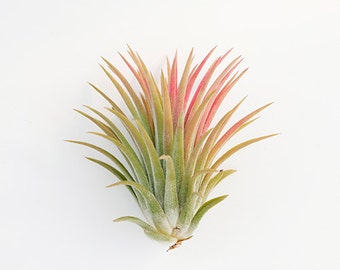 Tillandsia Air Plants " Ionantha Ionantha L" by Joinflower Joinfolia