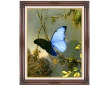 Framed Canvas Art Blue Morpho Butterfly Martin Johnson Heade Giclee ...