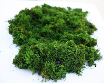 1 lb Bulk Preserved Loose Forest Moss in Spring Green.