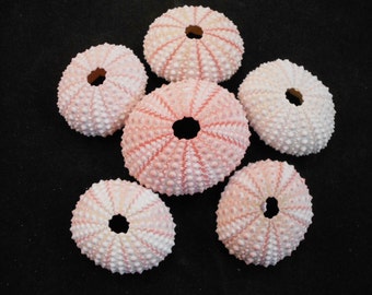 Set of 6 Pink Sea Urchin Shells Crafts Beach Nautical Decor Airplants