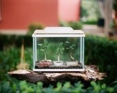 HALF PRICE SALE - Secret Garden, Lisbon -  5x7 original film fine art photograph