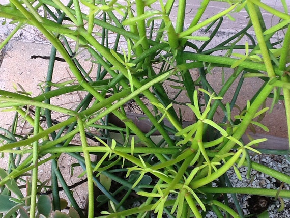 Euphorbia Tirucalli Pencil Tree Succulent Plant Cutting