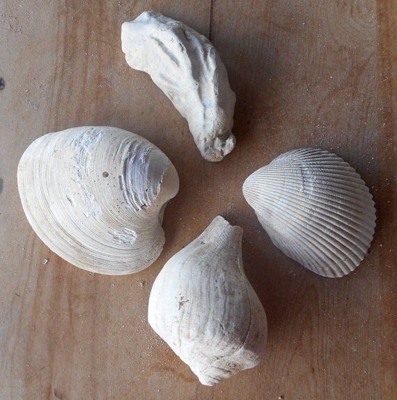 Large Shells Four Different Florida Fossil Finds Clam Oyster