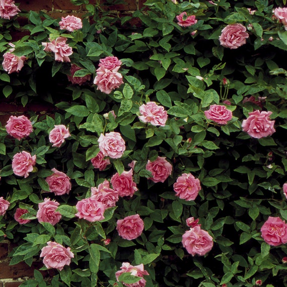 Zephirine Drouhin Rose Bush Pink Fragrant Nearly Thornless