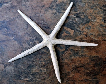 White Finger Starfish (2 pcs.) - (10-12") - Linka Laevigata