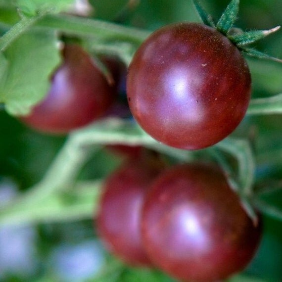 Tomato Chocolate Cherry Vegetable Seeds Solanum Lycopersicum   Il 570xN.810491728 Ryap 