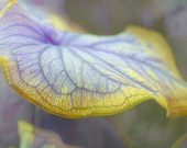 Delicate soft blue yellow Caladium flowers, home wall decor, unique garden art, simple elegance still life gift Delicate soft blue yellow Caladium flowers, home wall decor, unique garden art, simple elegance still life gift