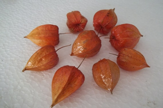 Nine dried Chinese Lantern seed pods from Physalis alkekengi