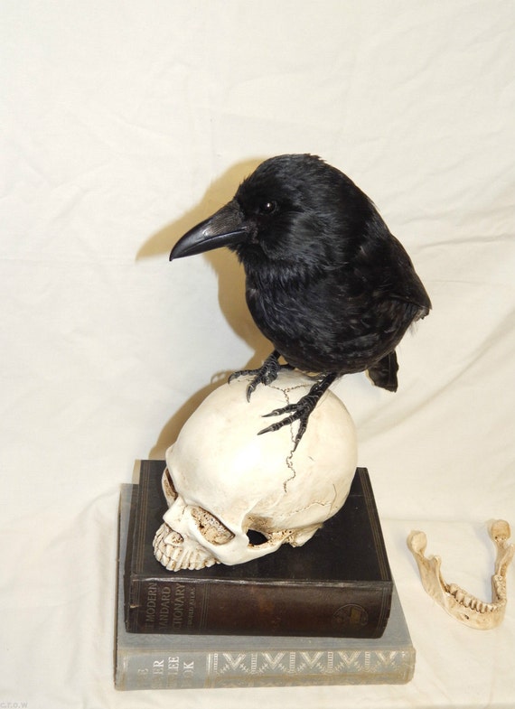 taxidermy crow fixed to a replica human skull similar books