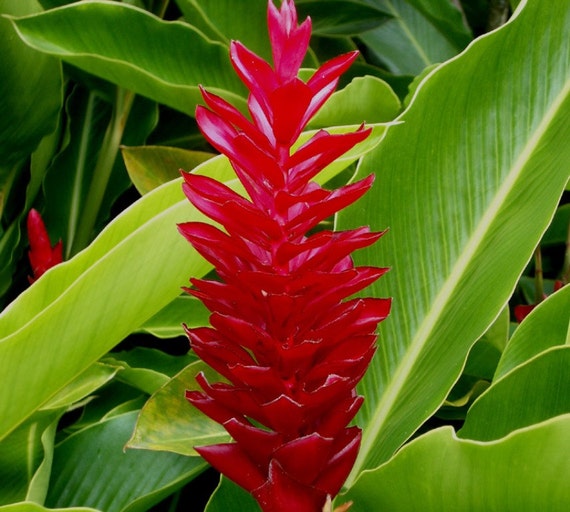 Hawaiian Red Ginger live rhizome tropical exotic plant