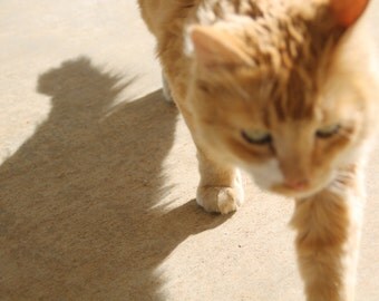 Cat photo