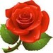 Vallee Rose