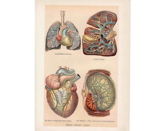 1901 human anatomy original antique medical by antiqueprintstore