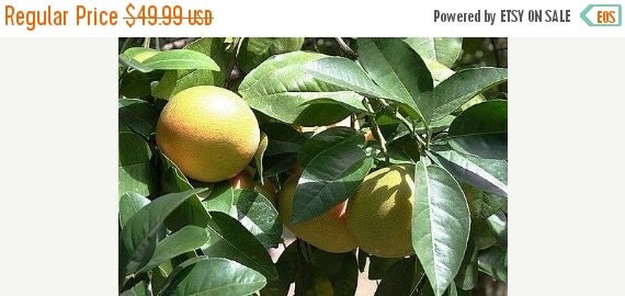 ruby red grapefruit tree for sale ruby red grapefruit tree for sale