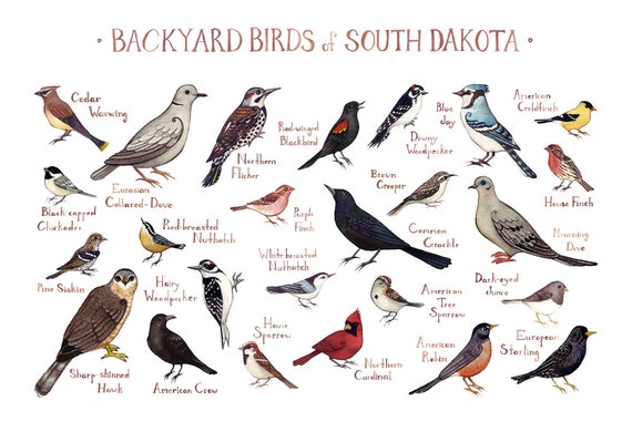 South Dakota Backyard Birds Field Guide Art Print / Watercolor
