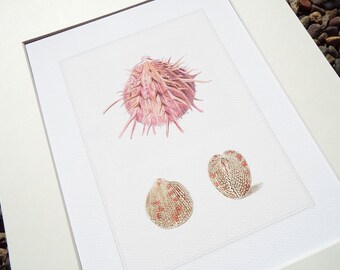 Dusty Pink Spike Clam Sea Shell Study 12 Archival Print on Watercolor Paper