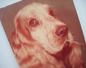 Dog postcard vintage