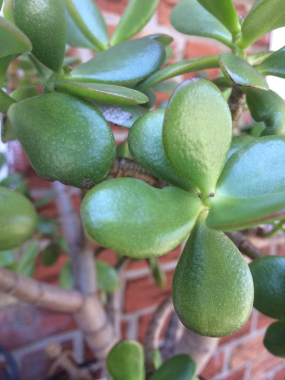 1 cut Jade plant Crassula ovata indoor bonsai garden by