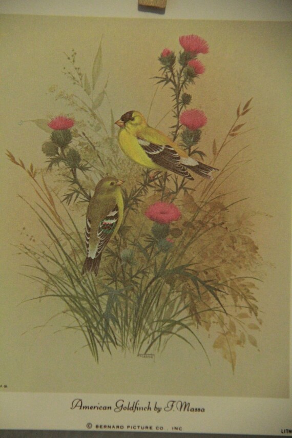 American Goldfinch by F. Massa / Litho in USA / Bernard Picture Co ...