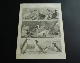 160+ years old bird print - original 1849 antique poster - vintage pictures of birds swans penguins pelicans swan gull petrel