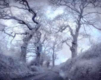Magical Winter Tree Photograph, Ethereal Winter Trees, Enchanted Woodland Wall Decor, Pastel Trees and Country Lane Art Print