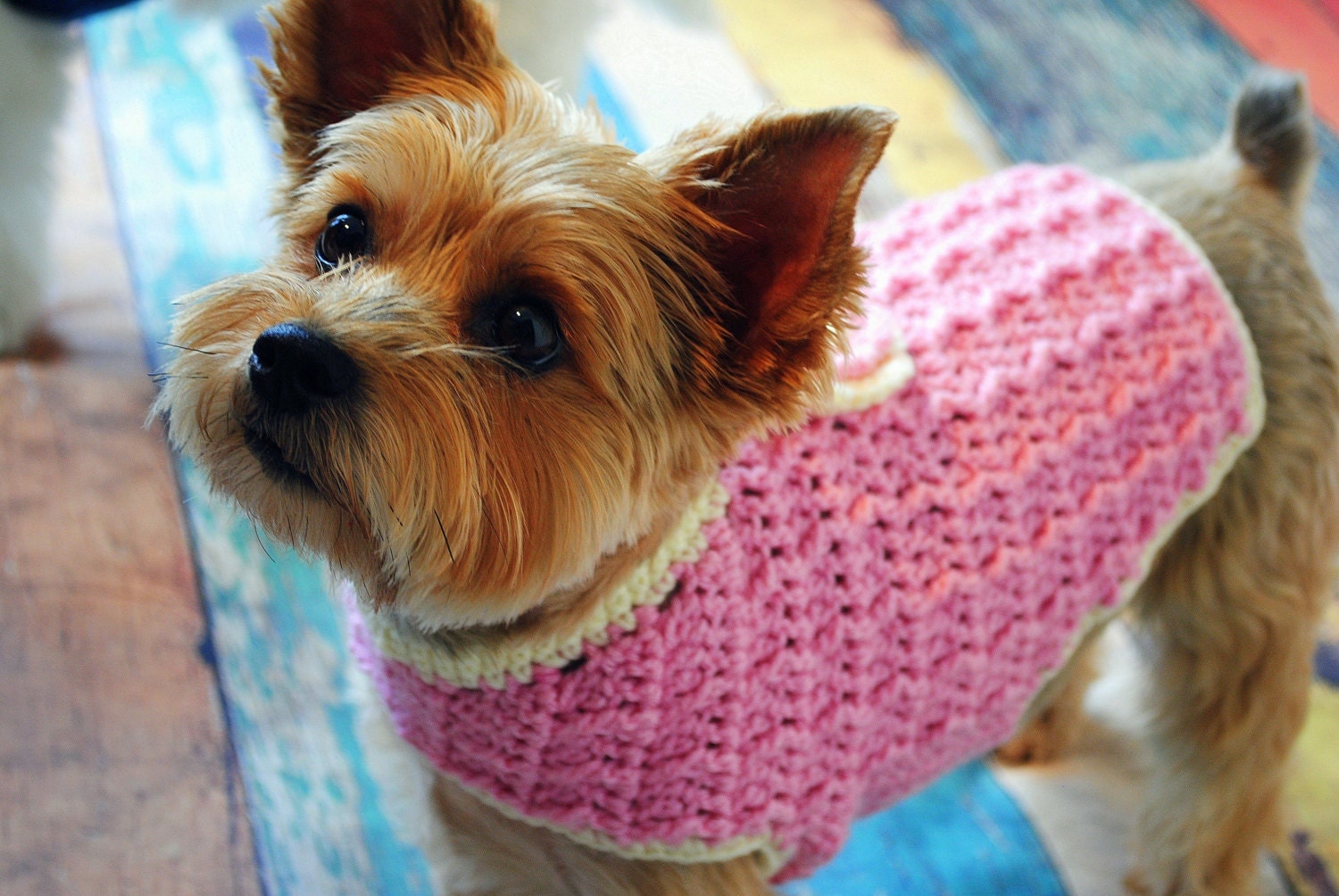 Girl Dog Clothes Dog Sweater Small Medium Large or Extra