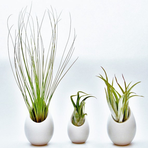 Hanging Air Plant Container 2 Large 1 by AirPlantDesignCenter