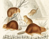 1861 Beaver and Gerboa by Ch. Orbigny Original Antique Print Handpainted wildlife northern america 