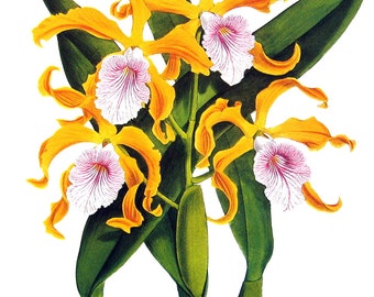 Flower Print - Orchids - Laelia grandis - 1979 Vintage Book Page - Large Print For Framing - 15 x 12