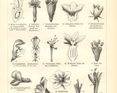 1903 Vintage Print of Variations in Flower Structure