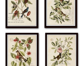 Vintage Bird and Botanical Print Set No.1, Giclee, Art Prints, Antique Botanical Prints, Wall Art,Vintage Bird Prints, Mark Catesby, Collage