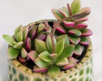 Succulent Plant - Anacampseros 'Sunrise'