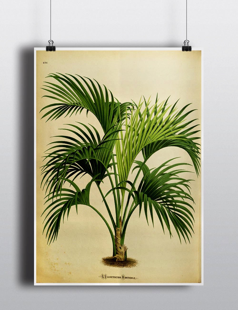 Antique 1800s Palm Tree Print Botanical Print Art Print Wall