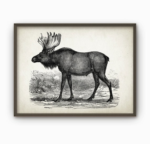 Elk Home Decor | elk home decor 28 images elk home decor 28 images elk Elk Home Decor | elk home decor 28 images elk home decor 28 images elk