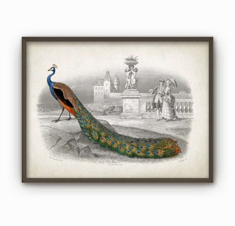 Peacock Art Print Peafowl Vintage Bird Illustration Art   Il Fullxfull.816785490 24gx 