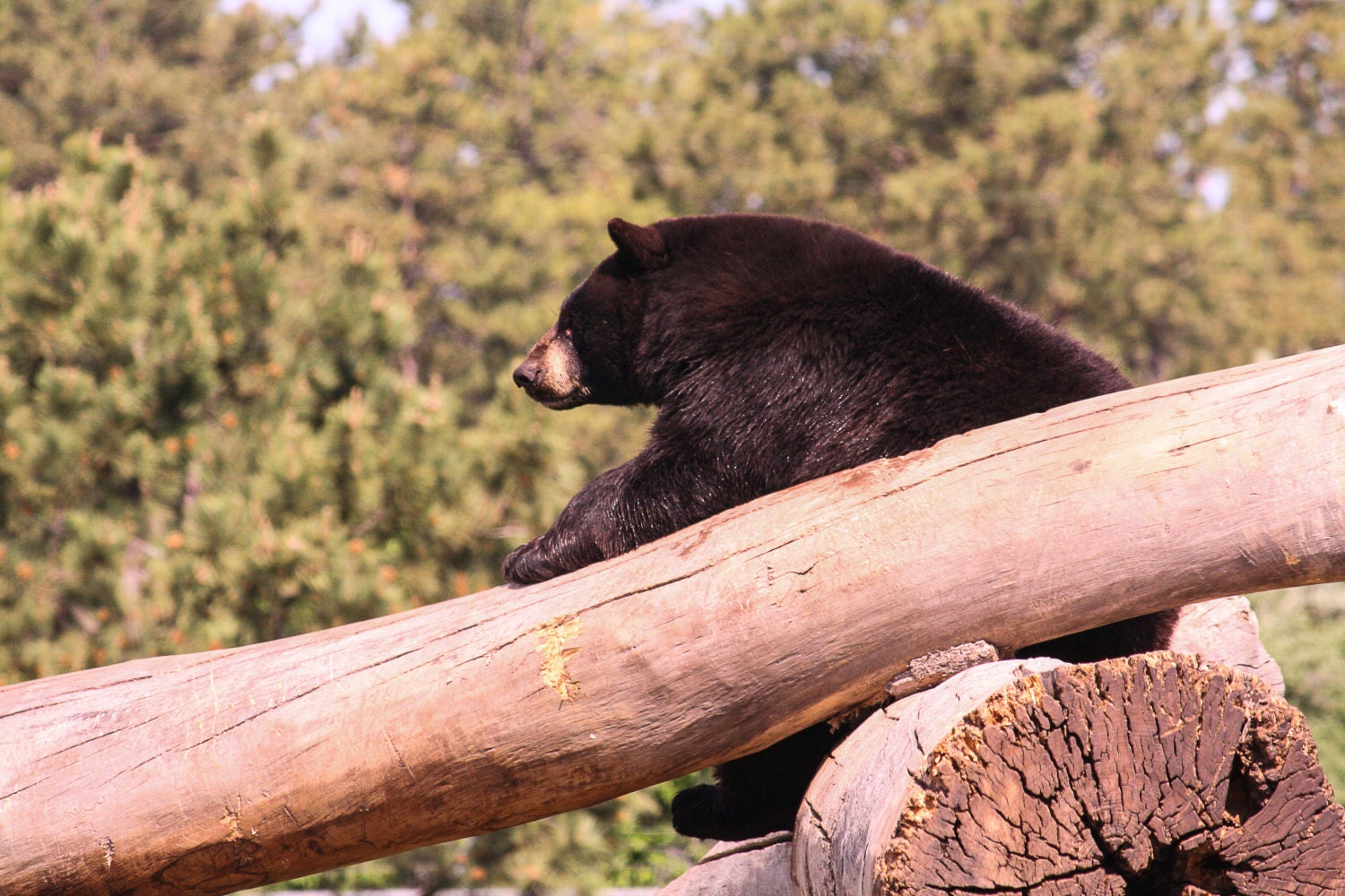 black-bear-sitting-on-log-at-bear-country-usa-in-rapid-city